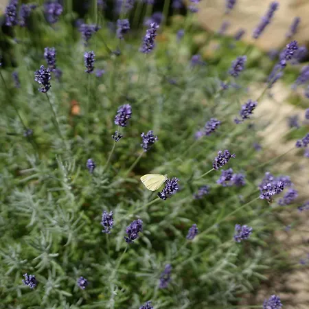 Santolina Etrusca Bed And Breakfast, Sauna, Hammam, Jacuzzi *